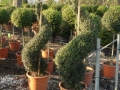 ligustri spirale