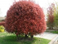 esemplare photinia